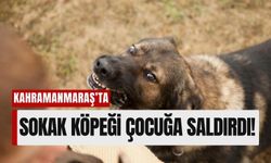 Kahramanmaraş'ta Sahipsiz Köpek Dehşeti: Öğrenci Yere Düştü, Market'e Sığındı!