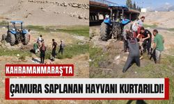 Kahramanmaraş’ta Bataklığa Saplanan Hayvan Kurtarıldı!