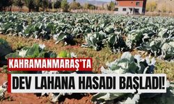 Kahramanmaraş, Türkiye'nin En Büyük Lahanalarını Üretiyor