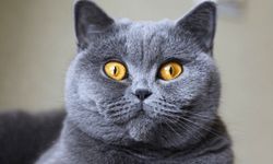 British Shorthair Hakkında Her Şey!