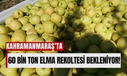 Kahramanmaraş’ta Elma Hasadı Başladı: 60 Bin Ton Rekolte Bekleniyor