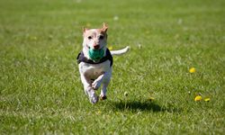 Köpeklerin En Sevdiği Köpek Ödül Mamaları