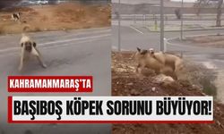 Kahramanmaraş’ta Sokak Köpekleri Saldırısı!