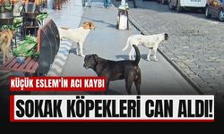 Hakkari'de Küçük Kız Sokak Köpeklerinin Saldırısına Kurban Gitti!