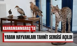 Kahramanmaraş’ta Yaban Hayatına Yolculuk: Tahnit Sergisi Açıldı