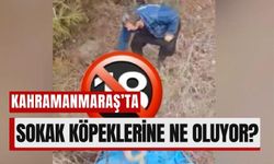 Kahramanmaraş'ta Sokak Köpekleri İçin Alarm!