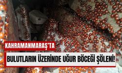 Kahramanmaraş'ın Uludaz Zirvesi Uğur Böcekleriyle Renkleniyor!