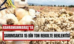 Kahramanmaraş’ın Sarımsak Hasadı: 15 Bin Tonluk Beklenti!