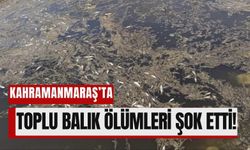 Kahramanmaraş’ta Çevre Felaketi: Yüzlerce Balık Oksijensizlikten Öldü!