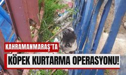 Kahramanmaraş’ta Demir Korkuluklara Sıkışan Köpek Sağ Salim Kurtarıldı