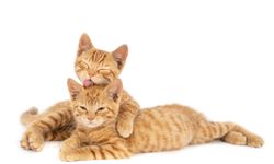 Hill's Kedi Mamaları Hakkında Bilinmesi Gereken 5 Gerçek