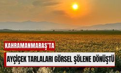 Kahramanmaraş’ın Sarı Cenneti: Ayçiçek Tarlaları Göz Kamaştırdı