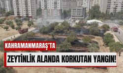 Kahramanmaraş’ta Zeytinlik Alevlere Teslim Oldu!