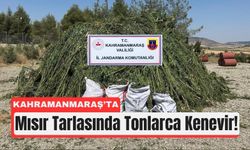 Kahramanmaraş'ta Tarla Görünümlü Zehir Bahçesi!