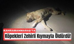 Kahramanmaraş’ta Zehirli Etle 3 Köpek Öldürüldü!