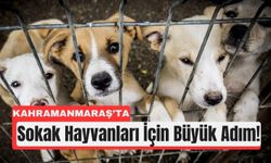 Kahramanmaraş’ta Sokak Hayvanları İçin Yeni Birlik Kuruluyor