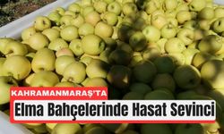 Kahramanmaraş’ta Elma Zamanı: 60 Bin Tonluk Hasat