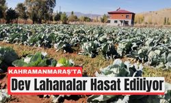 Türkiye’nin En Büyük Lahanaları Kahramanmaraş’tan