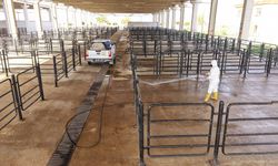 Kahramanmaraş’ta Şap Hastalığı Riskine Karşı Önlem!