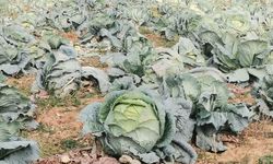 Kahramanmaraş’ta 15 Bin Ton Lahana Rekoltesi Bekleniyor