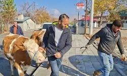 Kahramanmaraş'ta Hayvanlarını Kaybeden Üreticiye Destek