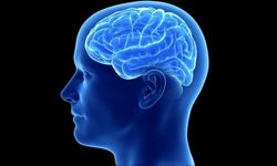 İnsan Beyni Vücut Ağırlığının Yüzde Kaçını Oluşturur? İşte Bilimsel Yanıt