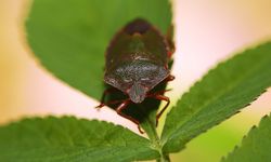 Hayvan Türlerinin Yarısından Fazlası Hangi Sınıfa Ait? Cevap Şaşırtmıyor