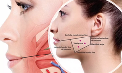 İnsan Vücudundaki En Güçlü Kas Hangisidir?