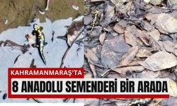 Kahramanmaraş’ta Havuzda 8 Anadolu Semenderi!