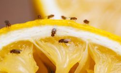 Hangi hayvanlar üzerine yapılan araştırmalar Nobel Ödülü kazandırdı?