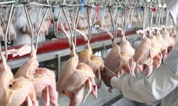 Türkiye’de 2024 Yılında Kaç Tavuk Kesildi? TÜİK Verileri Çarpıcı Tabloyu Ortaya Koydu