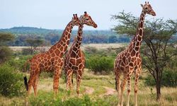 Zürafaların Boynunda Kaç Omur Var? Şaşırtan Gerçek Ortaya Çıktı