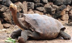 Sahiplendiğinizde Birden Fazla Kuşağı Görebilen Canlı: Dev Kaplumbağa