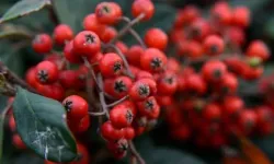 “Çıt Çıt Çedene Adlı” Şarkıda Geçen Çedene Nedir?