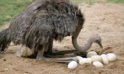 Hangisinin yumurtası diğerlerinden daha büyüktür? Ördek, tavuk, kaz, devekuşu.