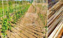 İspalya Nedir? Kelimenin Gerçek Anlamı Merak Konusu Oldu