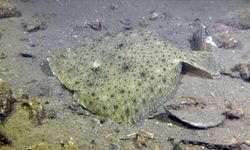 Kalkan balığının yavrusuna verilen ad hangisidir? Akya Sarpa Sübye Parpa