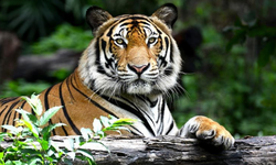 Kedigiller Ailesinin En Büyüğü Hangisidir? Kedigillerde Hangi Hayvanlar Vardır?