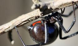 Dişi Karadul Örümcekleri Çiftleştikten Sonra Ne Yapar?