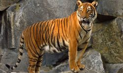 Kedigiller ailesinin en büyüğü hangisidir? Aslan, Kaplan, Leopar, Jaguar?