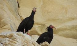 Şanlıurfa Birecik’te Konaklamasıyla Tanınan Kuş: Kelaynak