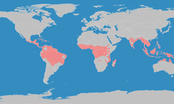 Tropik Kelimesinin Sözlük Anlamı Nedir? Cevabı Merak Uyandırdı