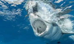 İstatistiksel olarak insanlar her bir saatte yaklaşık kaç köpek balığı öldürmektedir?