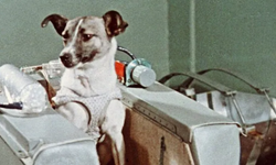 Yörüngeye Giden İlk Canlı Hangisiydi? Uzay Tarihindeki İlk Yolcu