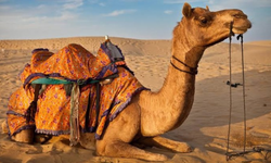 LÖK gibi oturmak deyiminde geçen LÖK hangi hayvana verilen isimdir? Ayı, deve, inek, fil