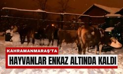 Kahramanmaraş’ta Ahırlar Çöktü, 65 Büyükbaş Telef Oldu