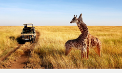 Safari Kelimesinin Arapça Kökeninin Anlamı Nedir?