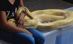 Uyku Tulumu İçinde En Fazla Yılanla Rekor Kıran Kişi Kaç Yılanla Sarıldı?