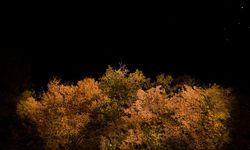 Alacakaranlık Etkisi: Düşük Işıkta İlk Hangi Rengi Kaybederiz?