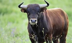 Türkçede Hayvan Sesleri: Hangi Hayvan İçin "Böğürdü" İfadesi Kullanılır?